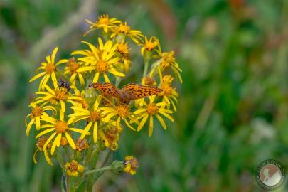 Arctic Fritillary