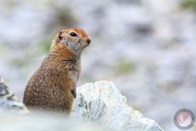 Arctic Ground Squirrel