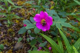 A bumblebee pollinates a arctic rose near Horsfeld.