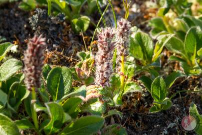 Arctic Willow