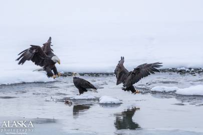 Bald Eagles eat salmon along the Chilkat River.