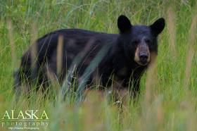 A black bear wanders through the tall grass of Duck Flats outside Valdez.