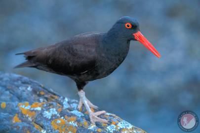 Black Oystercatcher