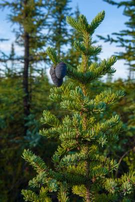 A black spruce with cones outside of Fairbanks.