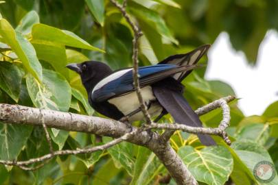 Black-billed Magpie