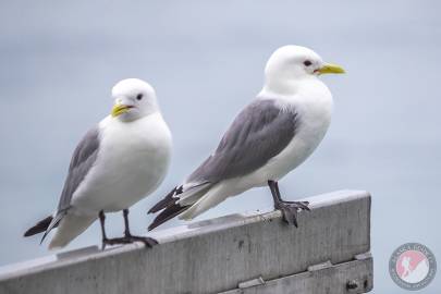 Black-legged Kittiwake