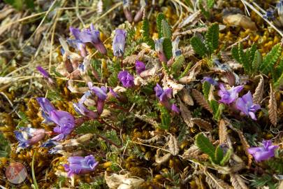 Blackish locoweed growing in the Nutzotin Mountains, northern Wrangell-St. Elias National Park.