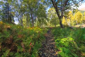 Blueberry Knoll Trail as it runs along the ski trail.