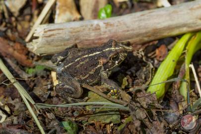 Boreal Toad