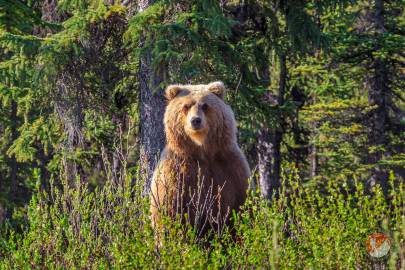 A brown bear stands up above the brush along the side of the Denali Highway.