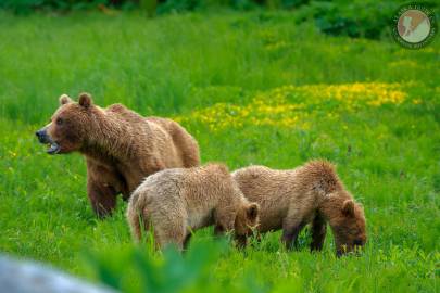 Brown Bear