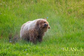 A grizzly bear shakes water off it from cool down in a creek in Denali National Park.