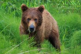 A brown bear forages among horsetail just outside of Valdez. 