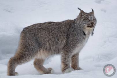 Canada Lynx