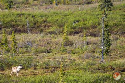 A caribou wanders through the brush along the Denali Highway.