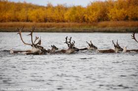 Caribou crossing the Selawik River, Alaska. Chris Zimmerman, USGS. Public domain