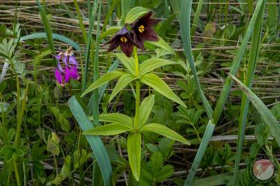 Chocolate Lily