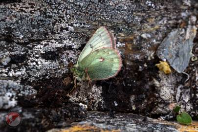 A clouded sulphur butterfly next to yellow map lichen on West Peak next to Glacier Lookout.