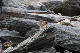 A Pika sits in scree on Thompson Pass.