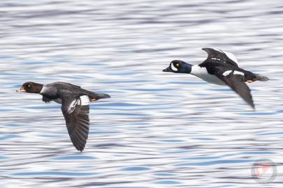 Common Goldeneye