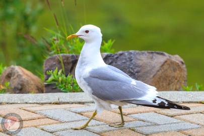 Common Gull