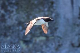 A common murre takes flight from the cliffs of Natoa Island.