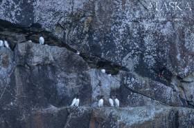 Murres and Puffins sit perched on the edge of Natoa Island.