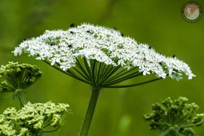 Cow Parsnip