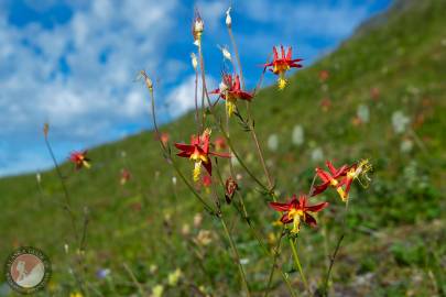 Crimson columbine growing on the southern slope of West Peak, Valdez, Alaska.