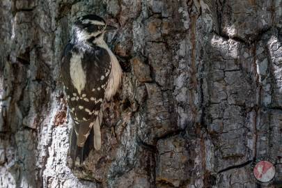 Downy Woodpecker