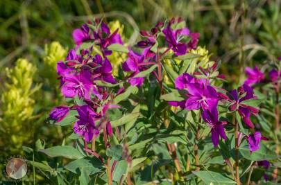 Dwarf Fireweed