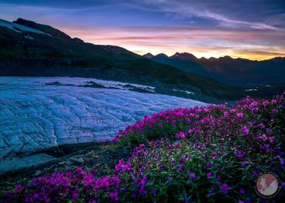 Dwarf fireweed growing along the side of Worthington Glacier, Thompson Pass, Valdez, Alaska. Taken 2:50am August 5th, 2017.