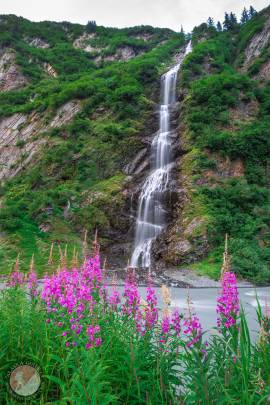 Fireweed stands in front of Bridal Veil Falls, a popular roadside attraction along the Richardson Highway just outside of Valdez, Alaska.