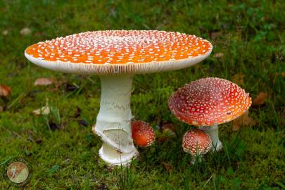 Fly agaric