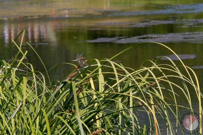 Four-spotted Skimmer