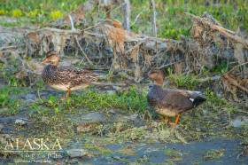 A male and female gadwall.