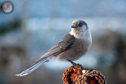 Gray Jay