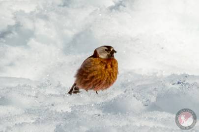 Gray-crowned Rosy Finch