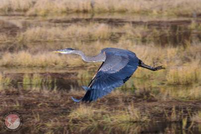 A great blue heron flies through Duck Flats, Valdez, Alaska.