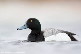 Greater Scaup