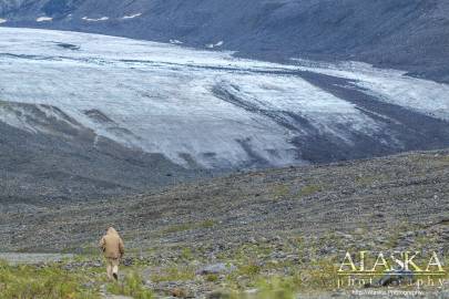 A man hikes towards Gulkana Glacier.