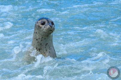 Harbor Seal