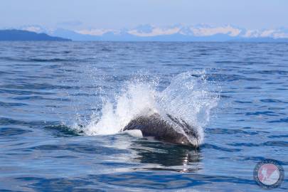 Harbour Porpoise