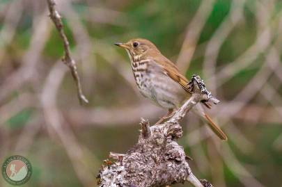 Hermit Thrush