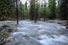 Horsfeld Creek about a half mile up from where it enters Beaver Creek, as it cuts through the forest.