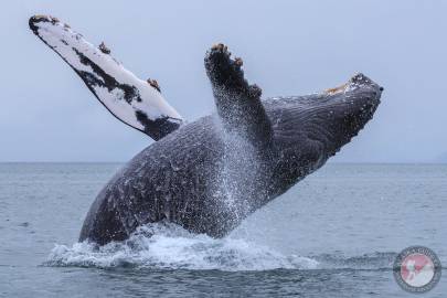 Humpback Whale