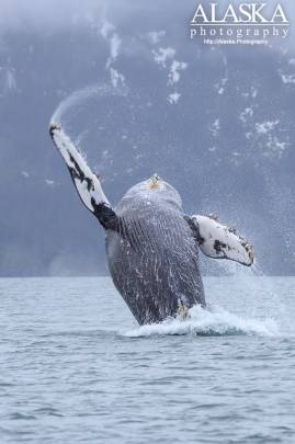 A humpback whale breaching in Port Valdez.