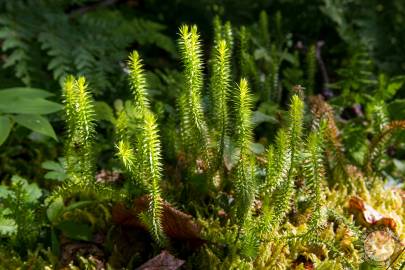 Interrupted Clubmoss