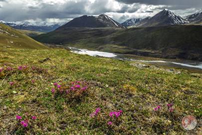 Lapland rosebay growing in the Nutzotin Mountains in mid-June.