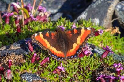 Milbert's tortoiseshell